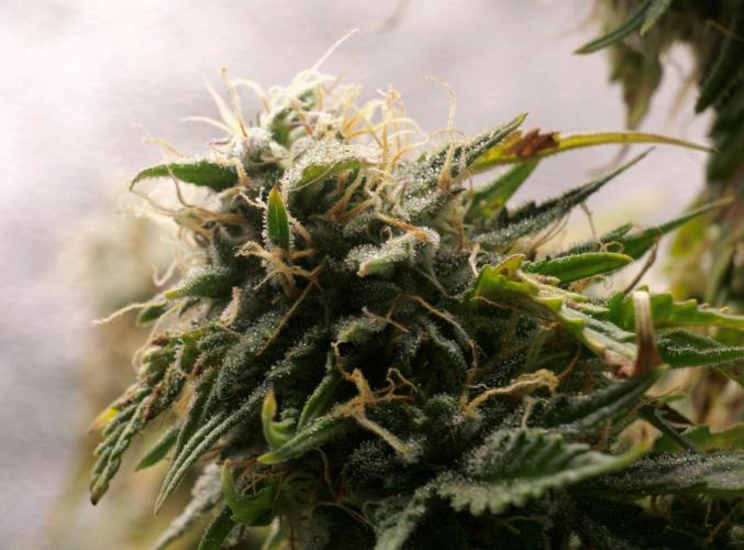 Blue Auto Mazar 2nd try. Week 9 - Day 78