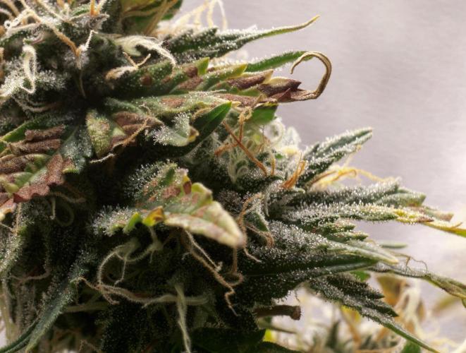 Blue Auto Mazar 2nd try. Week 9 - Day 78