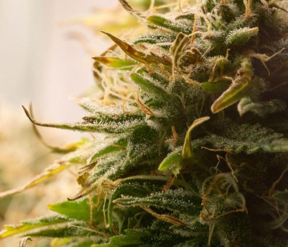 Blue Auto Mazar 2nd try. Week 10 - Day 80