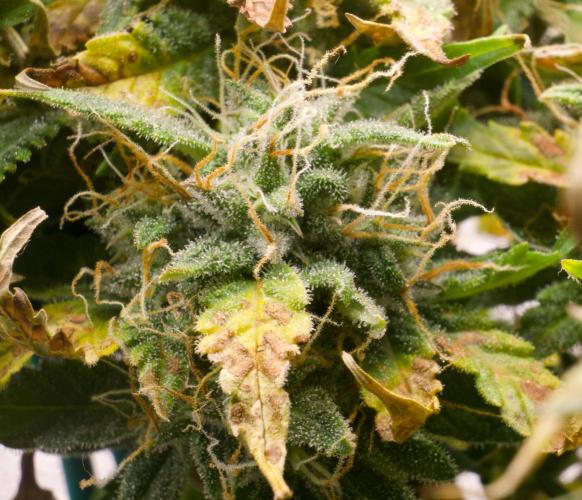 Blue Auto Mazar 2nd try. Week 10 - Day 80