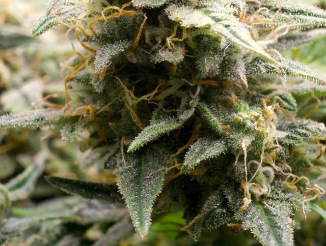 Blue Auto Mazar 2nd try. Week 10 - Day 80