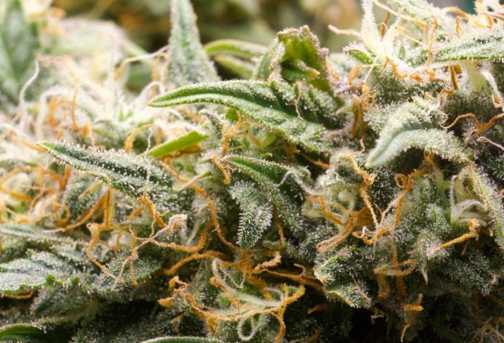 Blue Auto Mazar 2nd try. Week 10 - Day 80
