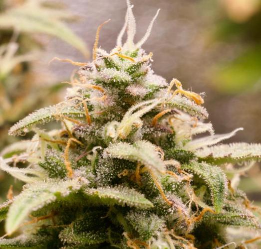 Blue Auto Mazar 2nd try. Week 10 - Day 85