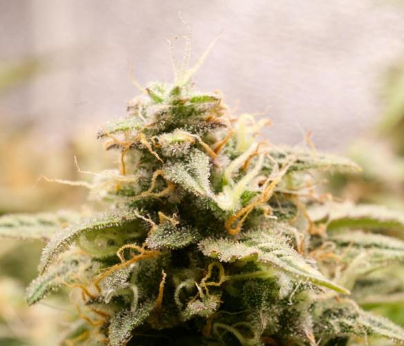 Blue Auto Mazar 2nd try. Week 10 - Day 85