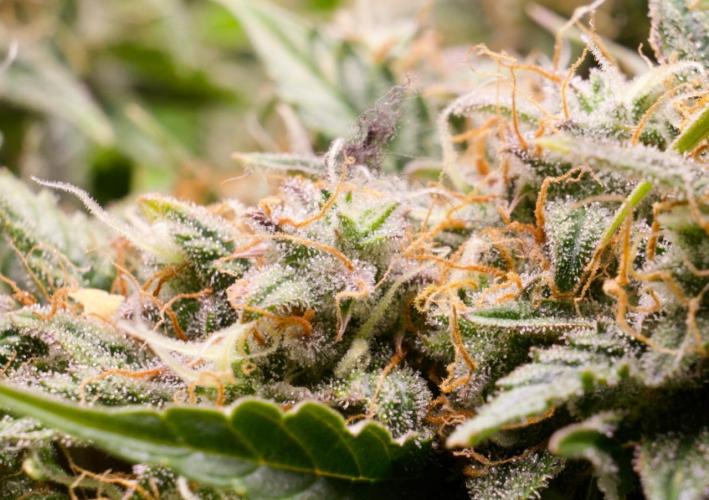 Blue Auto Mazar 2nd try. Week 10 - Day 85