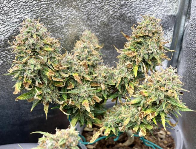 Blue Auto Mazar 2nd try. Week 10 - Day 85
