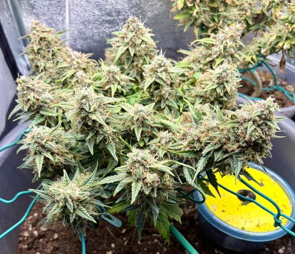 Blue Auto Mazar 2nd try. Week 10 - Day 85