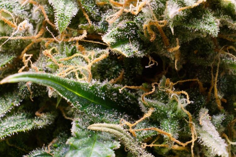 Blue Auto Mazar 2nd try. Week 11 - Day 86