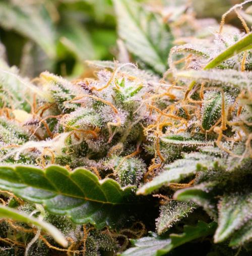 Blue Auto Mazar 2nd try. Week 11 - Day 86