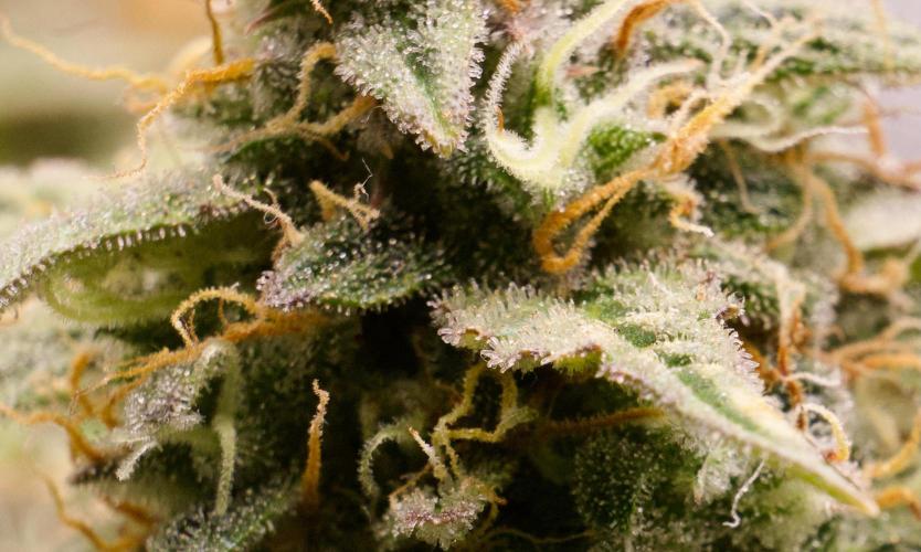 Blue Auto Mazar 2nd try. Week 11 - Day 86