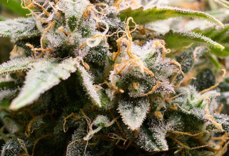 Blue Auto Mazar 2nd try. Week 11 - Day 86