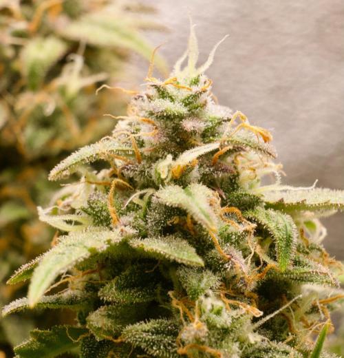 Blue Auto Mazar 2nd try. Week 11 - Day 86