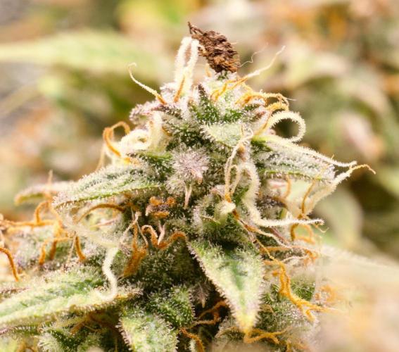 Blue Auto Mazar 2nd try. Week 11 - Day 86