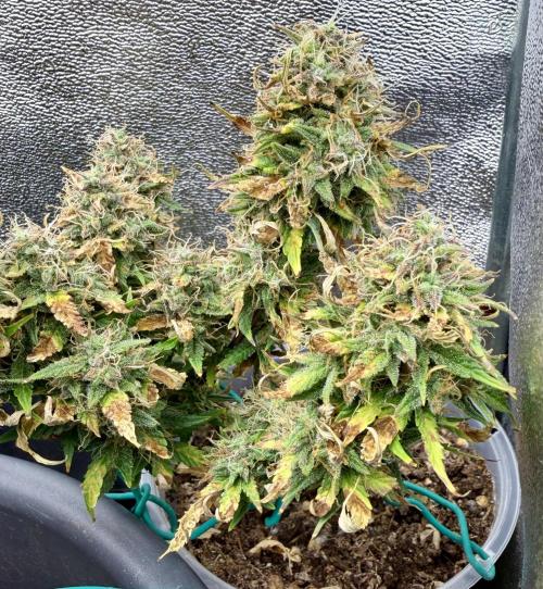 Blue Auto Mazar 2nd try. Week 11 - Day 86