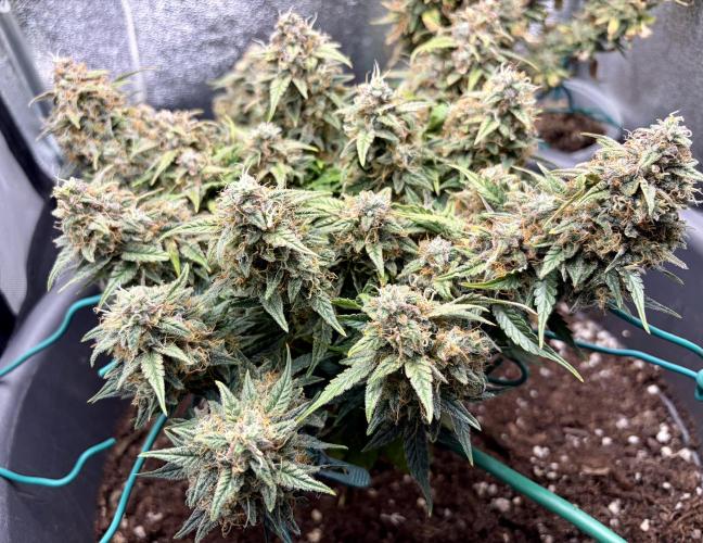 Blue Auto Mazar 2nd try. Week 11 - Day 86