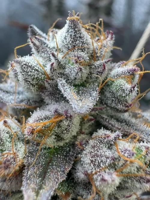Chimera #2 S1 german Indoor grow