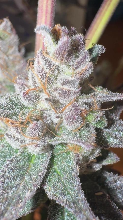 Chimera #2 S1 german Indoor grow