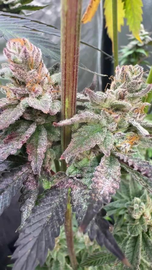 Chimera #2 S1 german Indoor grow