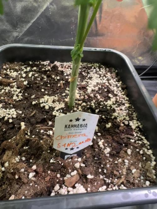 Chimera #2 S1 german Indoor grow