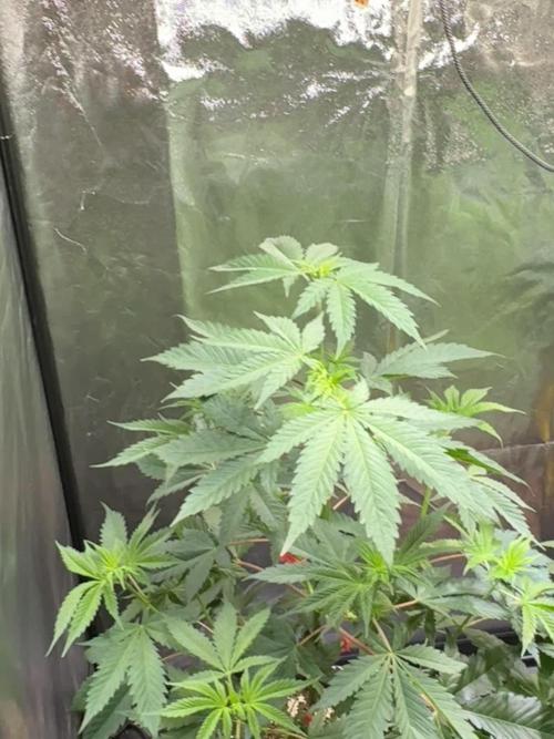 Chimera #2 S1 german Indoor grow
