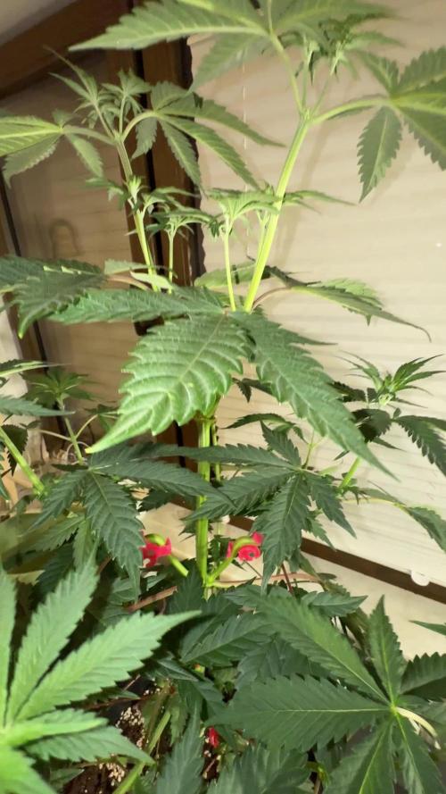 Chimera #2 S1 german Indoor grow