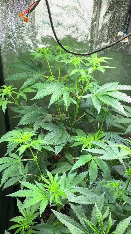 Chimera #2 S1 german Indoor grow
