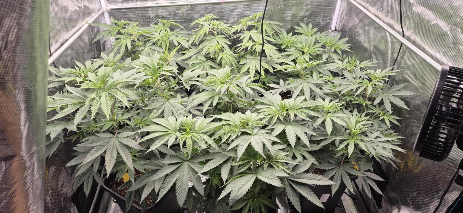 Banana sherbert. Week 3