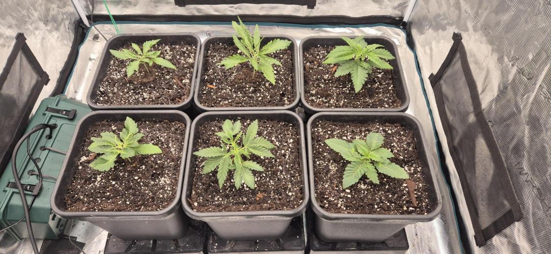Indoor White Truffle. Week 1