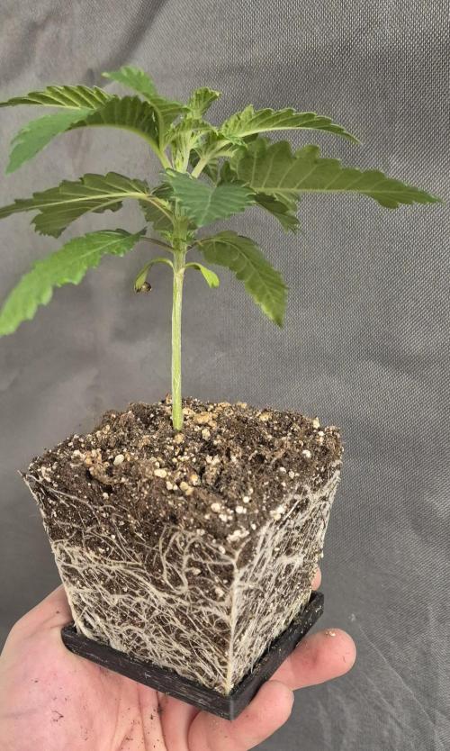 Indoor White Truffle. Week 1