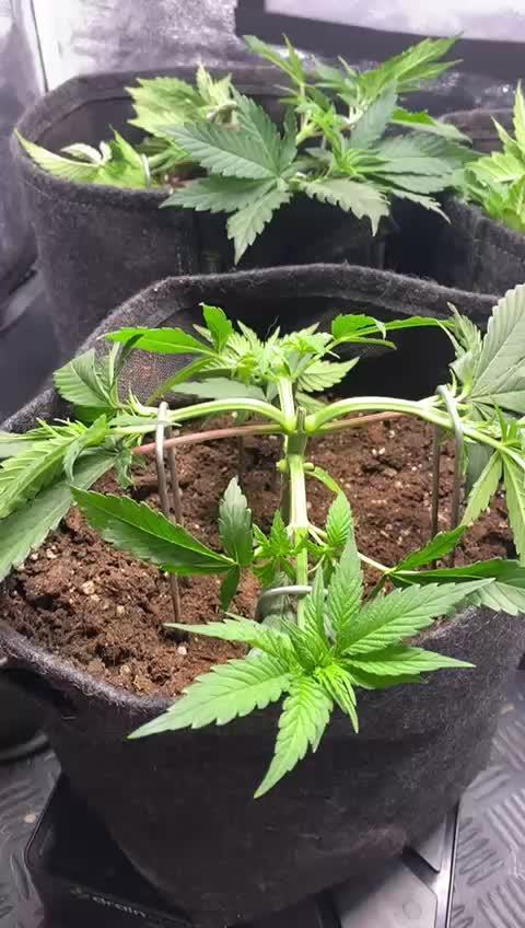 Amnesia Haze Living Soil