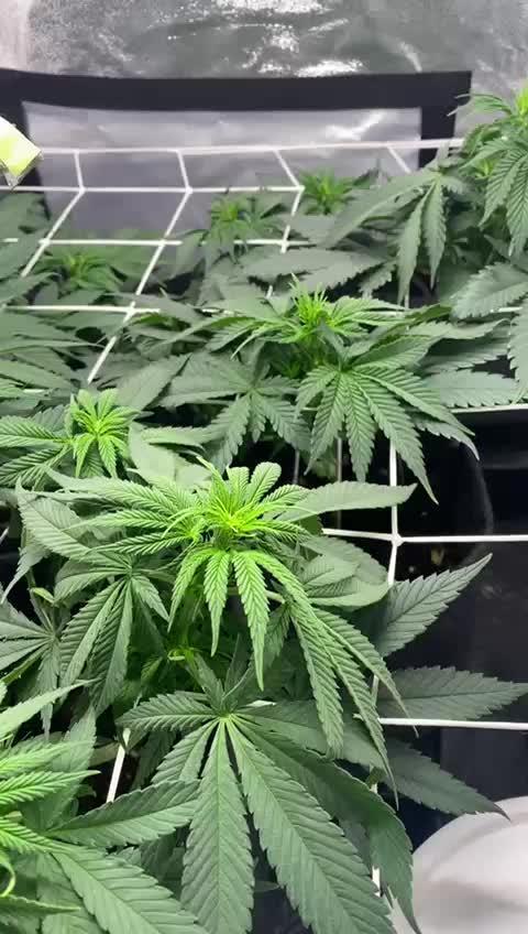 Amnesia Haze Living Soil