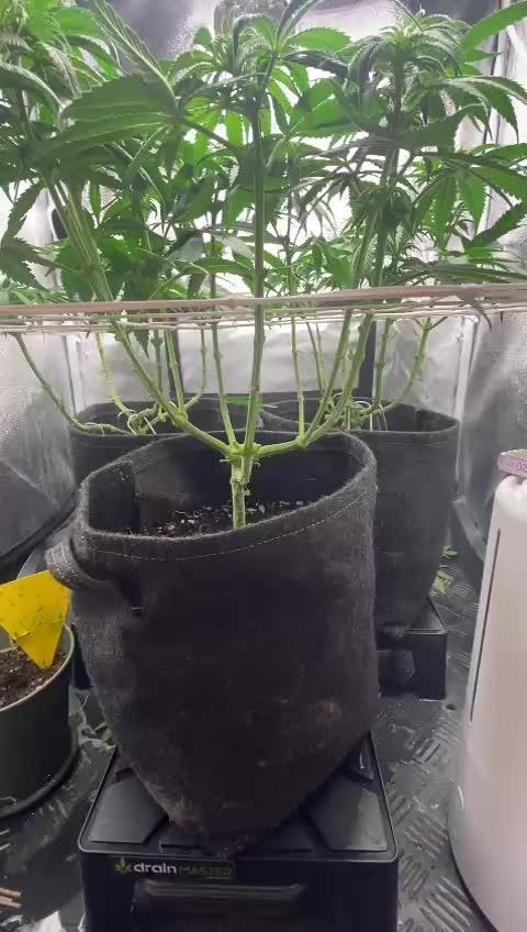 Amnesia Haze Living Soil