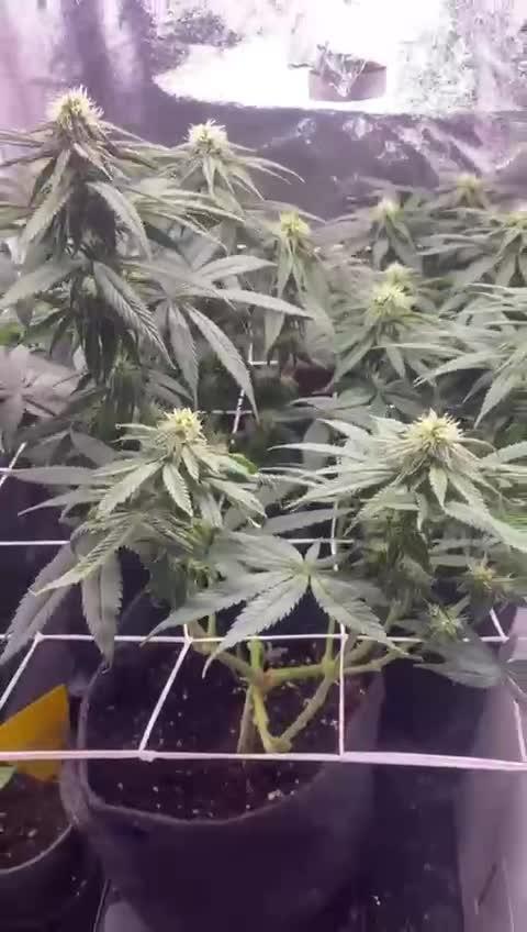 Amnesia Haze Living Soil