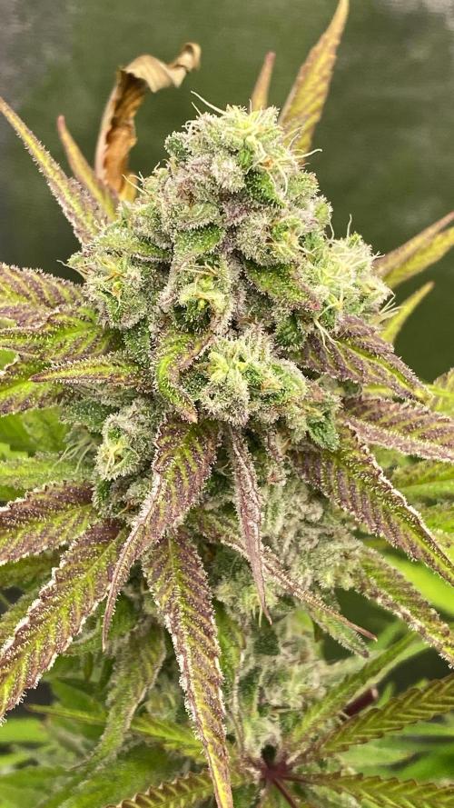 Purple Cookie Kush | Living Soil | GER. Week 14