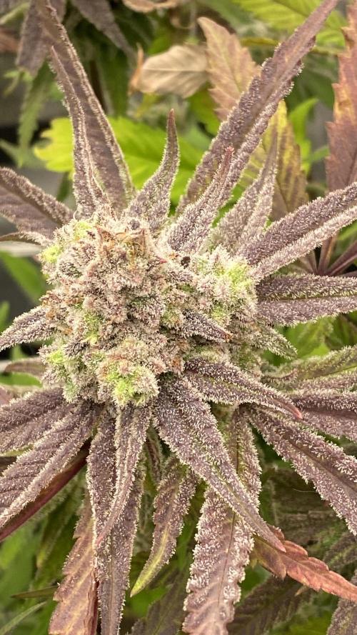 Purple Cookie Kush | Living Soil | GER. Week 14