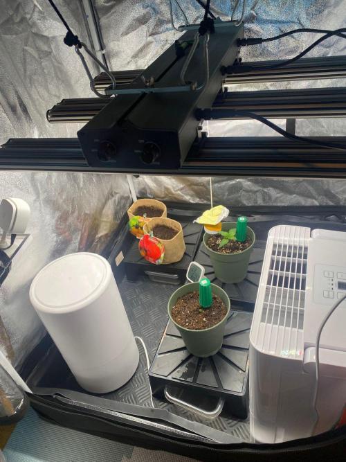 Sweet Cherry Kush | Living Soil | GER. Week 1