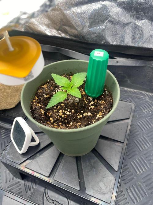 Sweet Cherry Kush | Living Soil | GER. Week 1