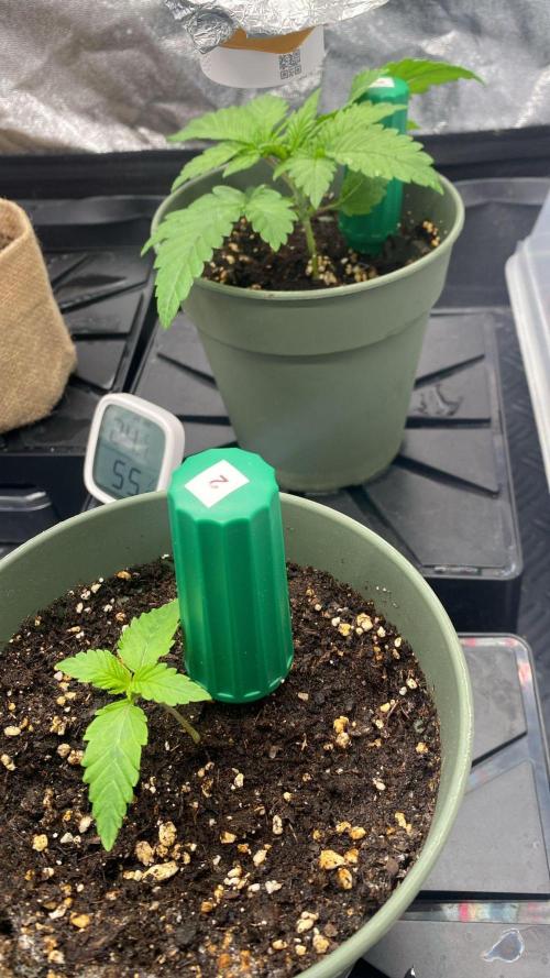 Sweet Cherry Kush | Living Soil | GER. Week 2