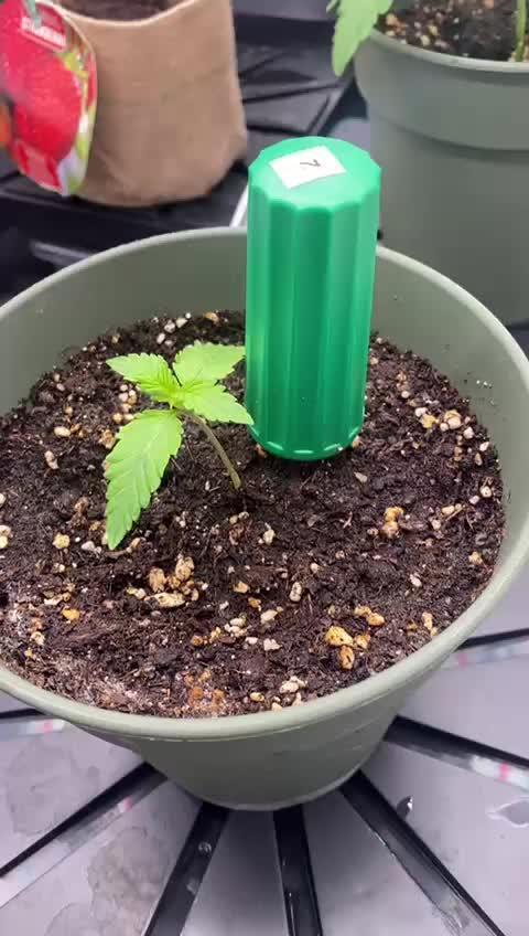 Sweet Cherry Kush | Living Soil | GER