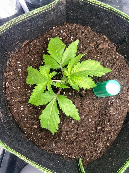 Sweet Cherry Kush | Living Soil | GER. Week 3