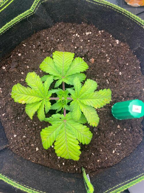 Sweet Cherry Kush | Living Soil | GER. Week 3