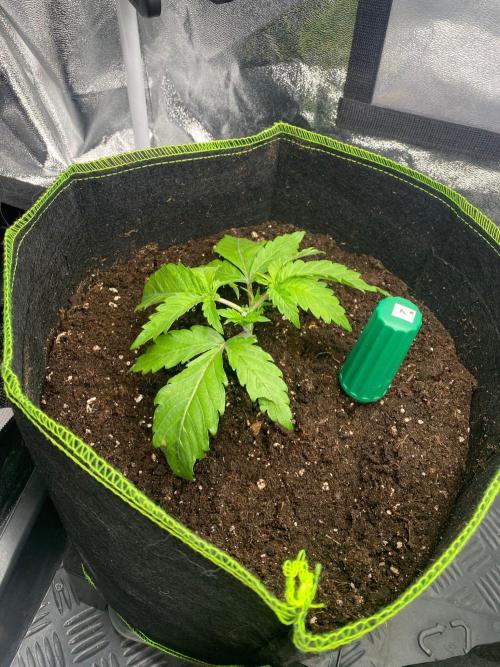 Sweet Cherry Kush | Living Soil | GER. Week 3
