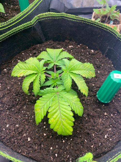 Sweet Cherry Kush | Living Soil | GER. Week 3