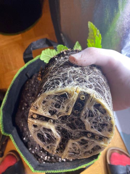 Sweet Cherry Kush | Living Soil | GER. Week 3