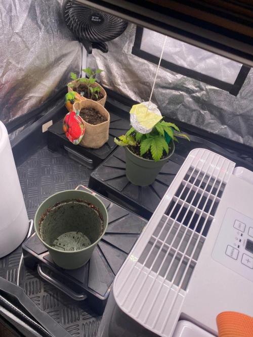 Sweet Cherry Kush | Living Soil | GER. Week 3