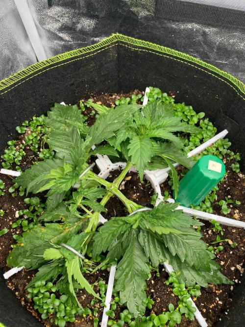 Sweet Cherry Kush | Living Soil | GER. Week 4