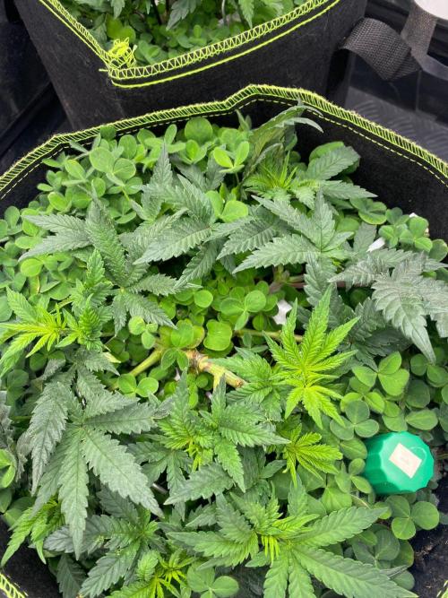 Sweet Cherry Kush | Living Soil | GER. Week 6