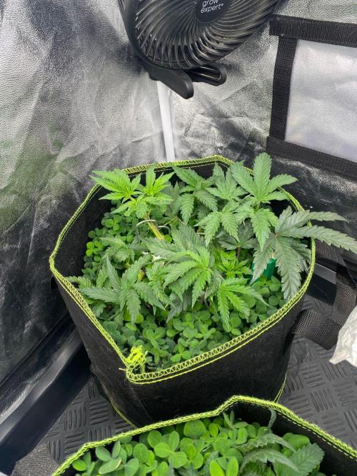 Sweet Cherry Kush | Living Soil | GER. Week 6