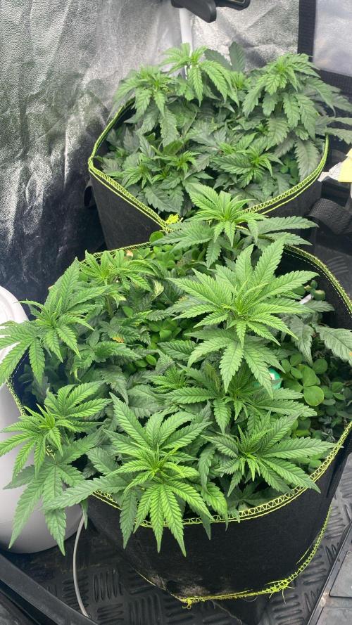 Sweet Cherry Kush | Living Soil | GER. Week 7