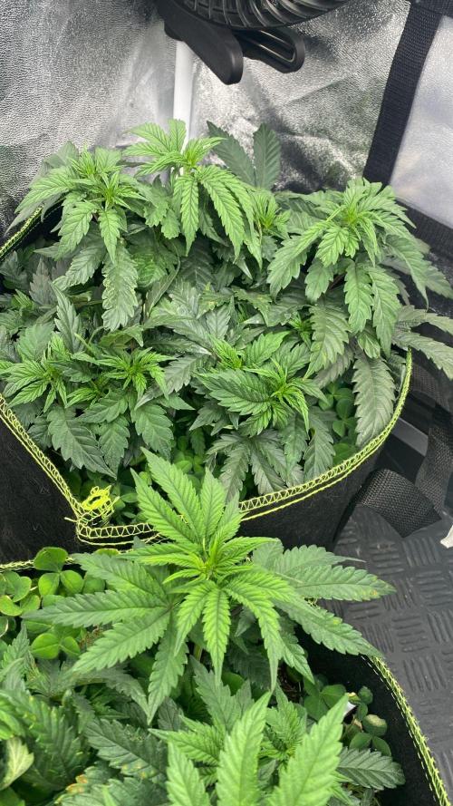 Sweet Cherry Kush | Living Soil | GER. Week 7